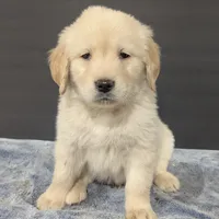 Hunter, a male Golden Retriever for sale in Savannah, NY – Photo 5 of 6