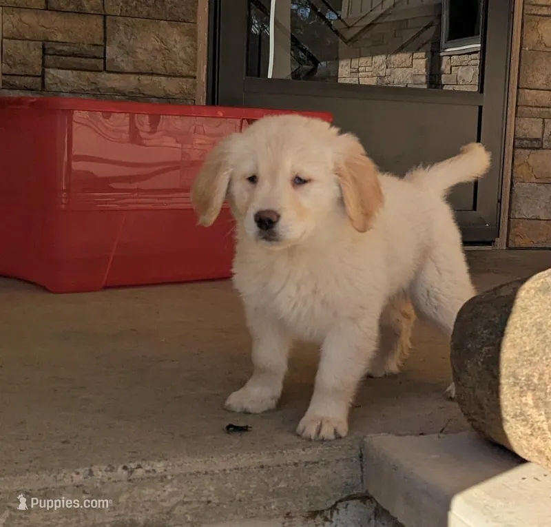 Hunter – Golden Retriever puppy for sale in Savannah, NY