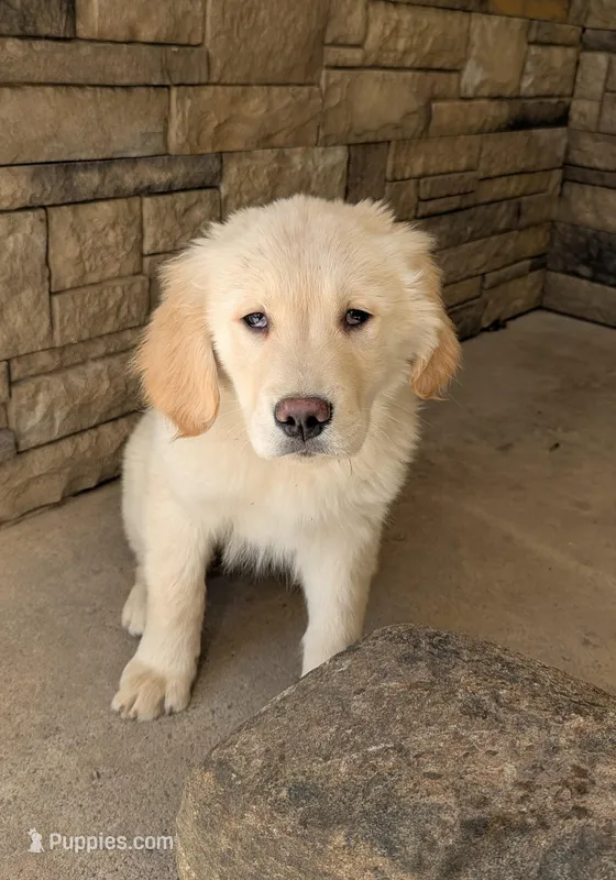Hunter – Golden Retriever puppy for sale in Savannah, NY