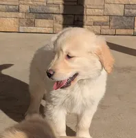 Hunter, a male Golden Retriever for sale in Savannah, NY – Photo 2 of 6