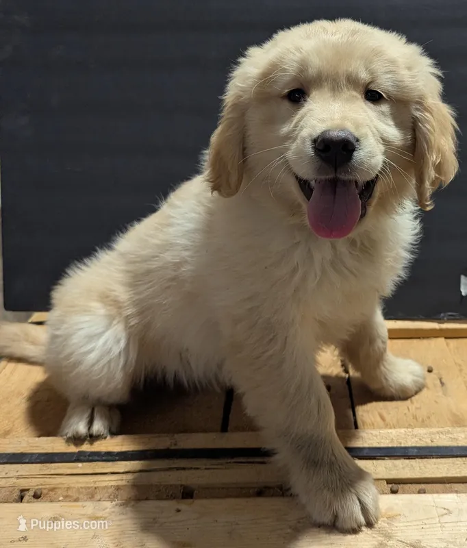 Duke, a male Golden Retriever for sale in Savannah, NY – Photo 1 of 6