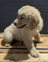 Duke, a male Golden Retriever for sale in Savannah, NY – Photo 2 of 6