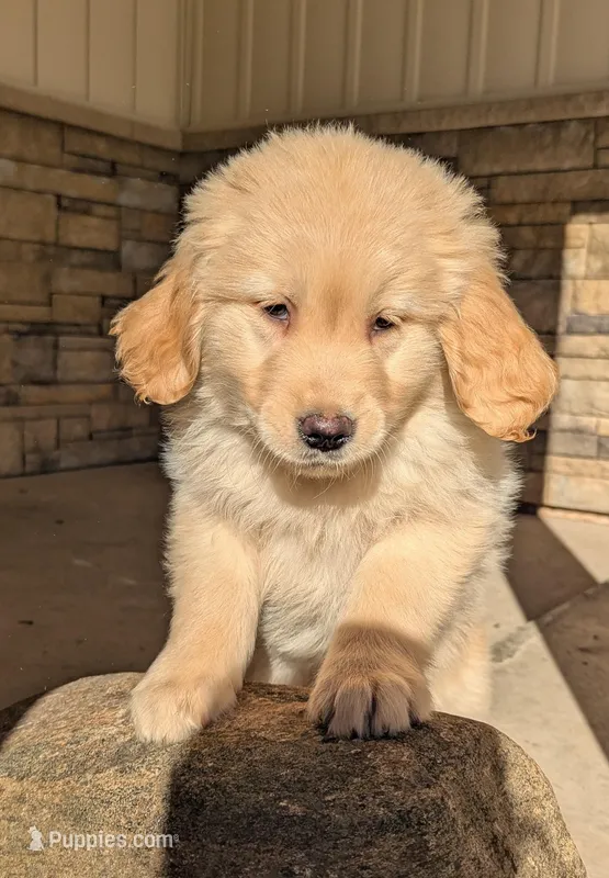 Duke – Golden Retriever puppy on hold in Savannah, NY