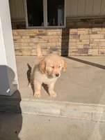 Duke, a male Golden Retriever for sale in Savannah, NY – Photo 3 of 6