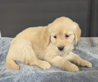 Bella, a female Golden Retriever for sale in Savannah, NY – Photo 2 of 3