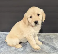 Bella, a female Golden Retriever for sale in Savannah, NY – Photo 1 of 3