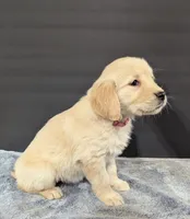 Bella, a female Golden Retriever for sale in Savannah, NY – Photo 3 of 3