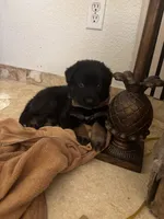 Molly, a female German Shepherd Dog for sale in Mesa, AZ – 2 of 2