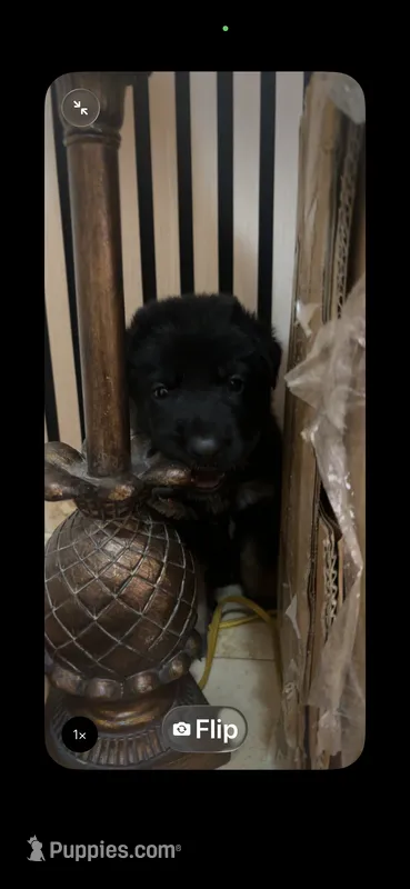 Molly – German Shepherd Dog puppy for sale in Mesa, AZ