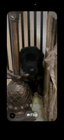 Molly, a female German Shepherd Dog for sale in Mesa, AZ – 1 of 2