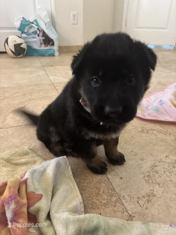 Ginny  – German Shepherd Dog puppy for sale in Mesa, AZ