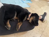 Ginny , a female German Shepherd Dog for sale in Mesa, AZ – 2 of 3