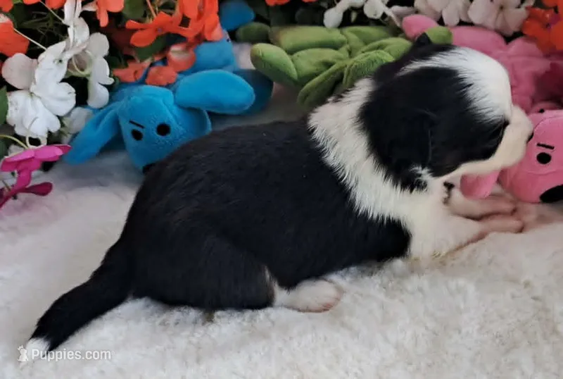 Black tri male w/tail (SMALL) – Miniature American Shepherd puppy for sale in Rixeyville, VA