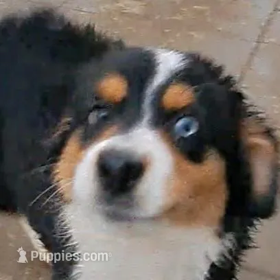 Priscilla ~ STUNNING