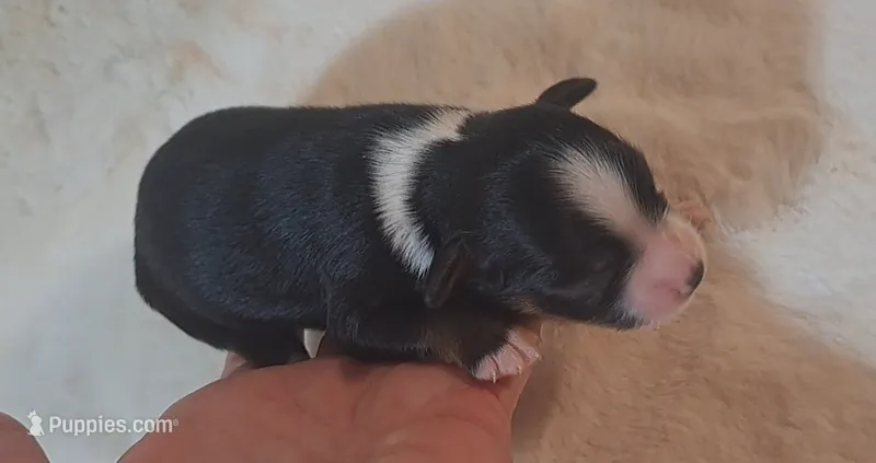 BTM ~ SMALL – Miniature American Shepherd puppy for sale in Rixeyville, VA