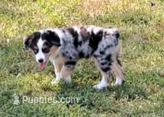 Blue merle female (small) – Miniature American Shepherd puppy for sale in Rixeyville, VA
