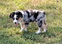 Blue merle female (small), a female Miniature American Shepherd for sale in Rixeyville, VA – 1 of 1