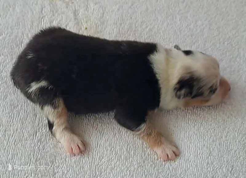 FRANKIE – Miniature American Shepherd puppy for sale in Rixeyville, VA