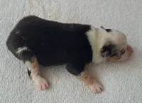 FRANKIE, a male Miniature American Shepherd for sale in Rixeyville, VA – 1 of 1