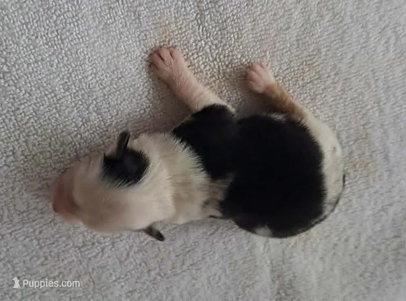 CALLIE – Miniature American Shepherd puppy for sale in Rixeyville, VA