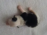 CALLIE, a female Miniature American Shepherd for sale in Rixeyville, VA – 1 of 1