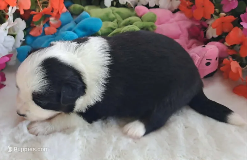 Black Tri Male w/tail (LARGE) – Miniature American Shepherd puppy for sale in Rixeyville, VA