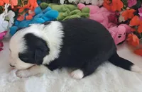 Black Tri Male w/tail (30 pounds), a male Miniature American Shepherd for sale in Rixeyville, VA – 1 of 1