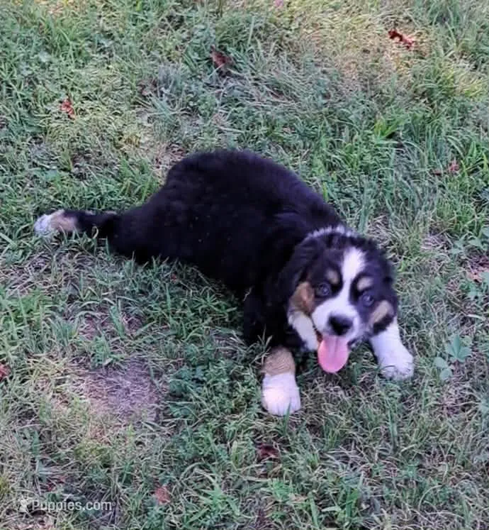 BTM – Miniature American Shepherd puppy for sale in Rixeyville, VA