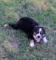 BTM~LAST PUP~MAKE OFFER, a male Miniature American Shepherd for sale in Rixeyville, VA – 1 of 1