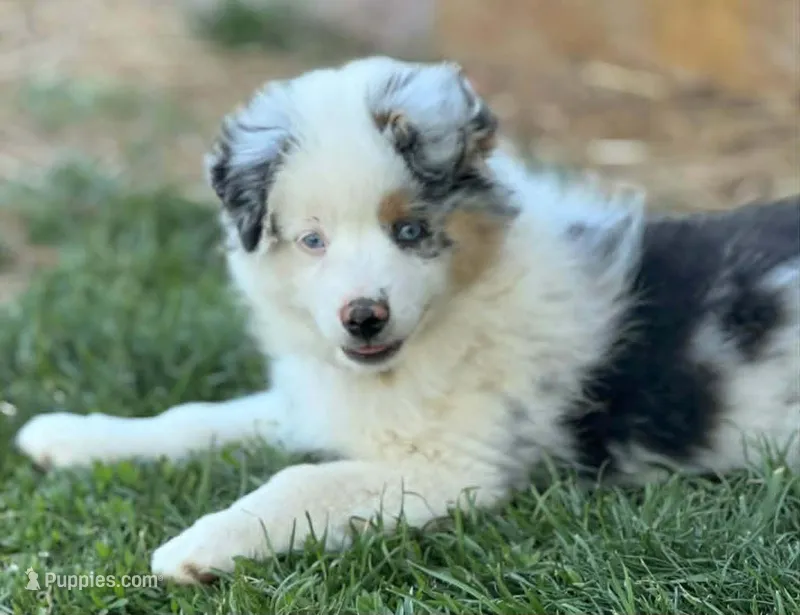 Whitney ~ ready NOW – Miniature American Shepherd puppy for sale in Rixeyville, VA
