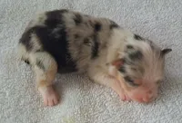 BARBIE, a female Miniature American Shepherd for sale in Rixeyville, VA – 1 of 1