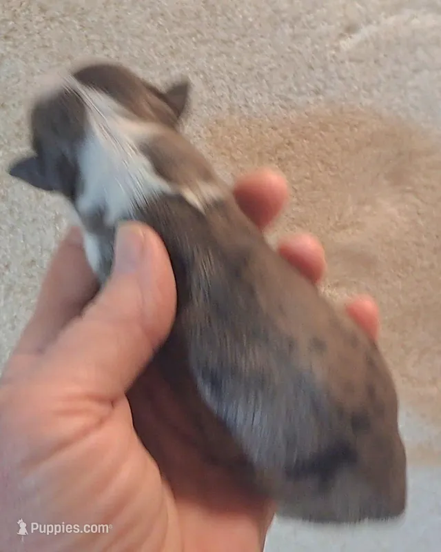 Meadow pups born  – Miniature American Shepherd puppy for sale in Rixeyville, VA