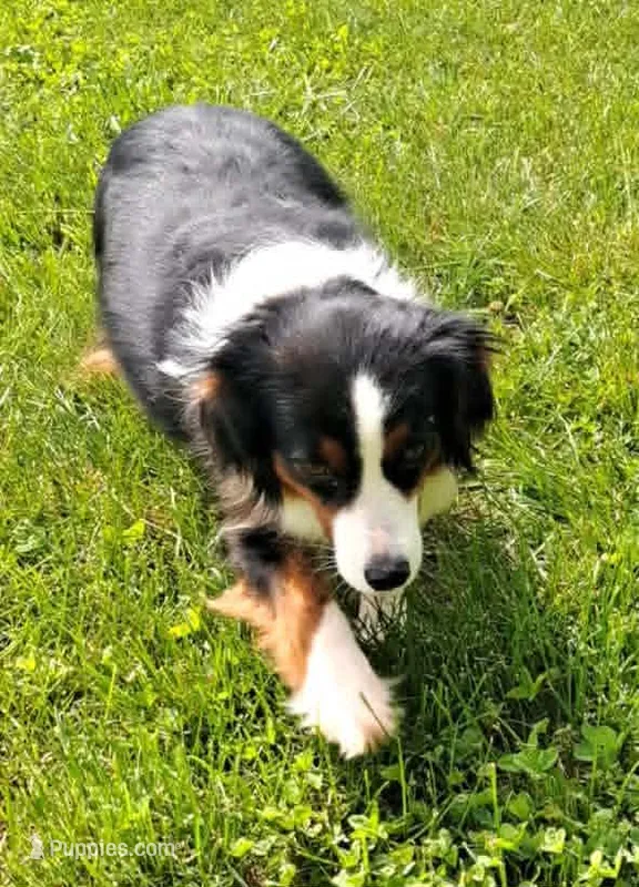 Daisy – Miniature American Shepherd puppy for sale in Rixeyville, VA