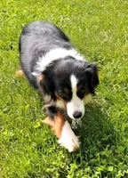 Daisy, a female Miniature American Shepherd for sale in Rixeyville, VA – 1 of 1
