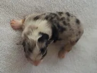DANDIE, a male Miniature American Shepherd for sale in Rixeyville, VA – 1 of 1
