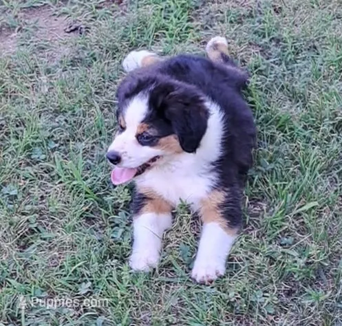 Black Tri Female – Miniature American Shepherd puppy for sale in Rixeyville, VA