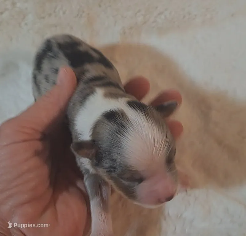 Blue Merle Male – Miniature American Shepherd puppy for sale in Rixeyville, VA