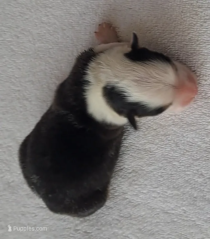 HOPPIE – Miniature American Shepherd puppy for sale in Rixeyville, VA