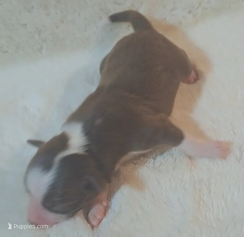 RTM W/TAIL – Miniature American Shepherd puppy for sale in Rixeyville, VA