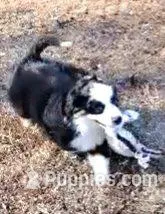 FANTASTIC W/TAIL – Miniature American Shepherd puppy for sale in Rixeyville, VA