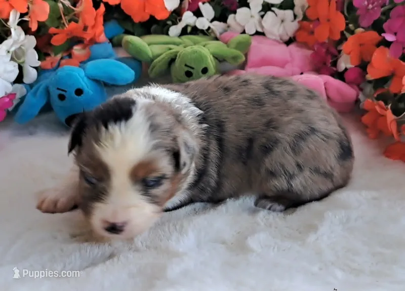 REDUCTION – Miniature American Shepherd puppy for sale in Rixeyville, VA