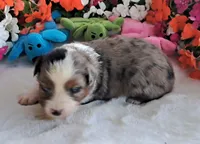 REDUCTION, a male Miniature American Shepherd for sale in Rixeyville, VA – 1 of 1