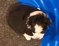 STUNNING pup w/1 blue eye, a  Miniature American Shepherd for sale in Rixeyville, VA – Photo 1 of 3