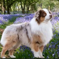 STUNNING pup w/1 blue eye, a  Miniature American Shepherd for sale in Rixeyville, VA – Photo 2 of 3