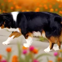 STUNNING pup w/1 blue eye, a  Miniature American Shepherd for sale in Rixeyville, VA – Photo 3 of 3