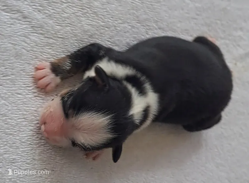 LENNIE – Miniature American Shepherd puppy for sale in Rixeyville, VA