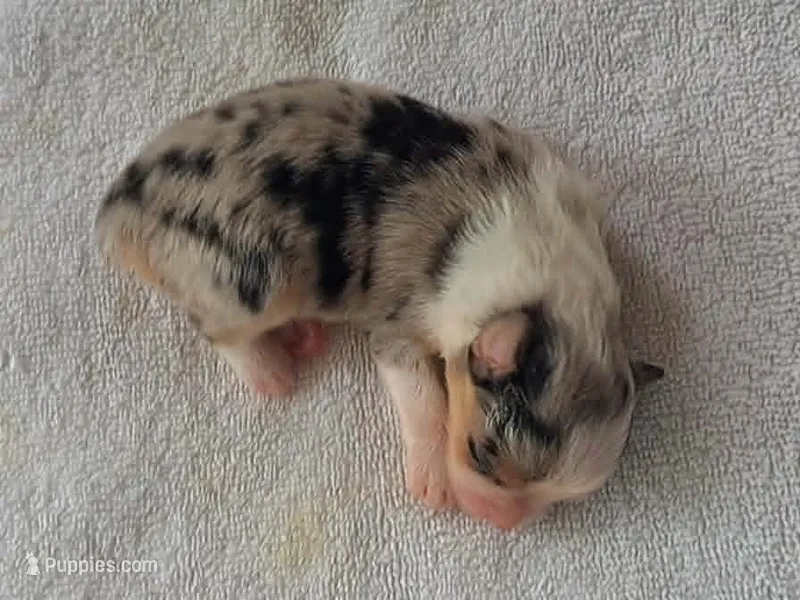 ALLIE – Miniature American Shepherd puppy for sale in Rixeyville, VA