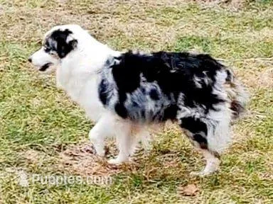 Adult 25 pounds – Miniature American Shepherd puppy for sale in Rixeyville, VA