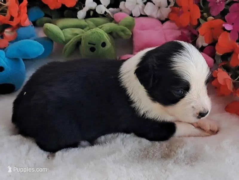 Fancy Black tri male – Miniature American Shepherd puppy for sale in Rixeyville, VA