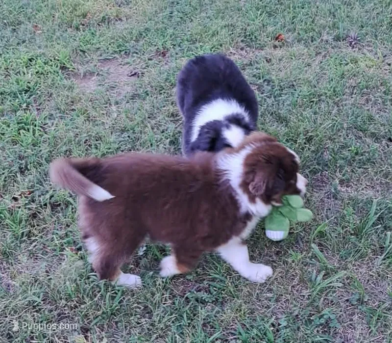 Red Tri Male W/TAIL – Miniature American Shepherd puppy for sale in Rixeyville, VA